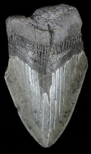 Partial, Megalodon Tooth - Georgia #56708